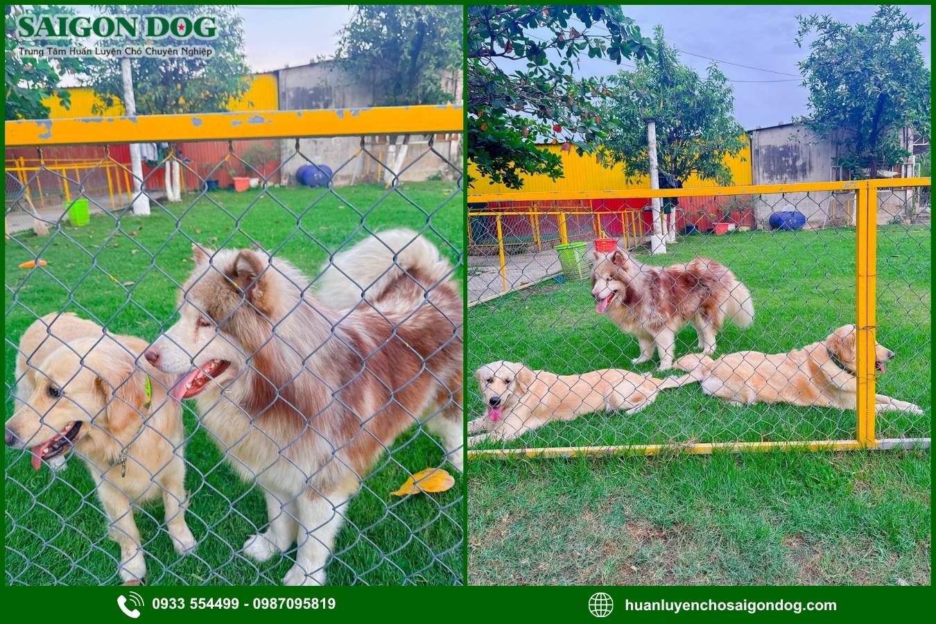 Các gói dịch vụ huấn luyện chó theo yêu cầu tại Sài Gòn Dog