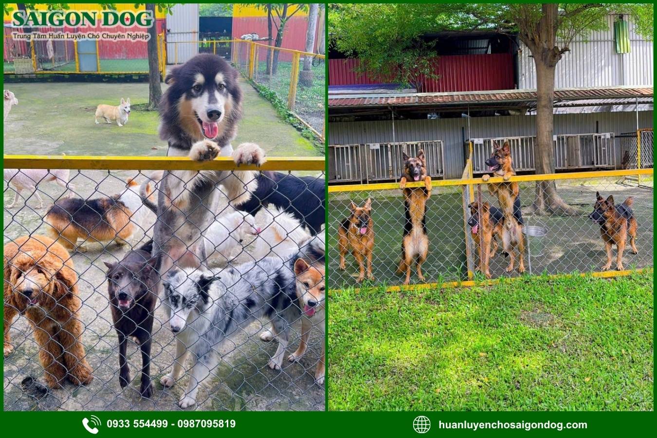 Các gói dịch vụ huấn luyện chó theo yêu cầu tại Sài Gòn Dog