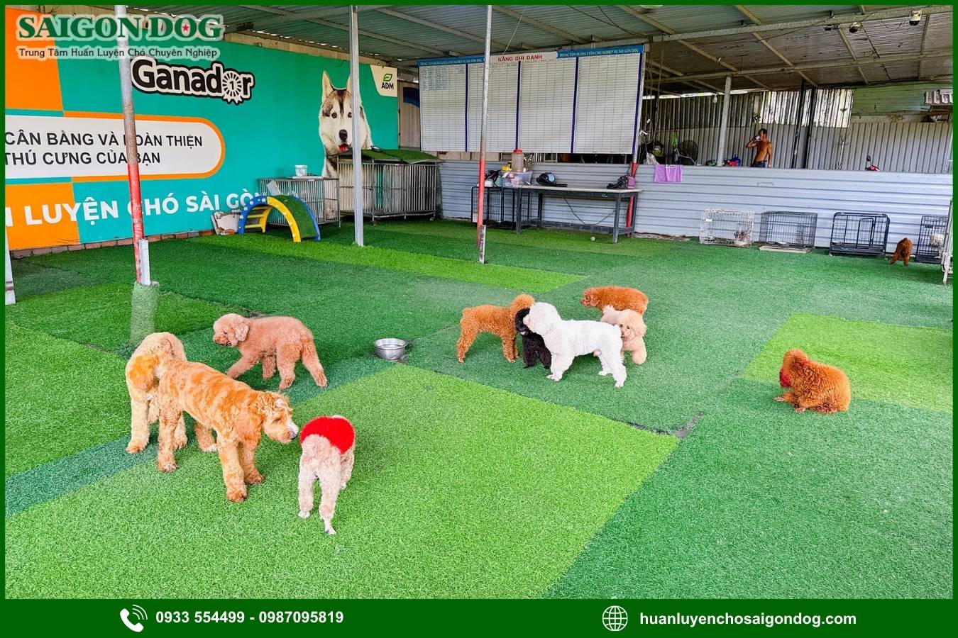 Các gói dịch vụ huấn luyện chó theo yêu cầu tại Sài Gòn Dog