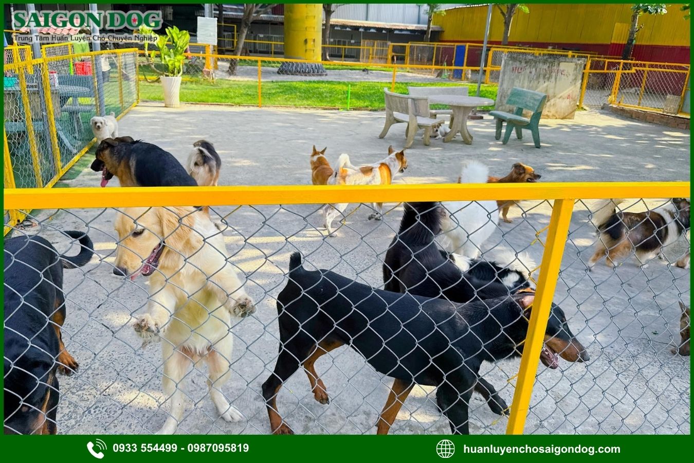 Các gói dịch vụ huấn luyện chó theo yêu cầu tại Sài Gòn Dog