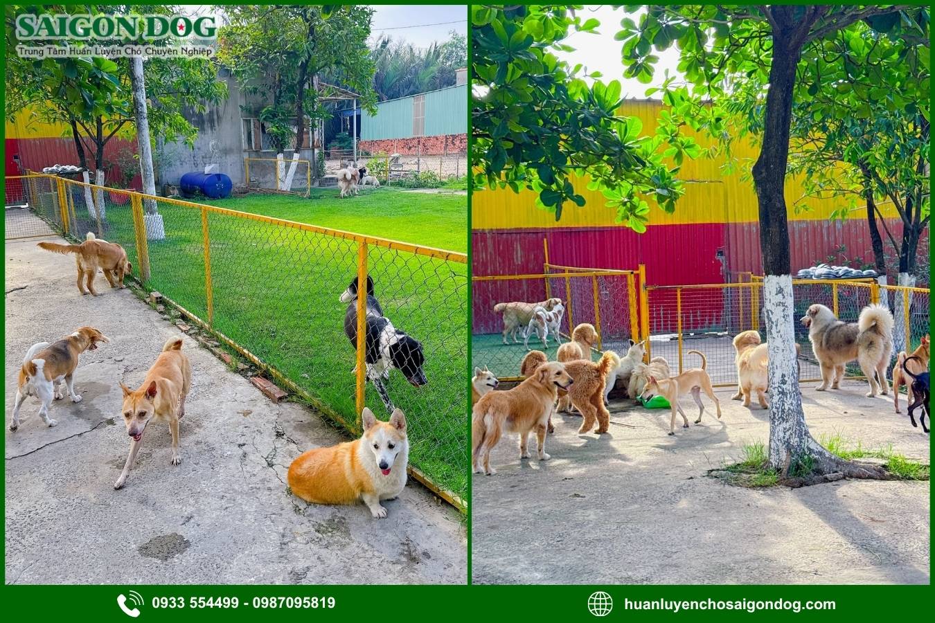 Các hoạt động trong dịch vụ chăm sóc chó ngắn hạn 