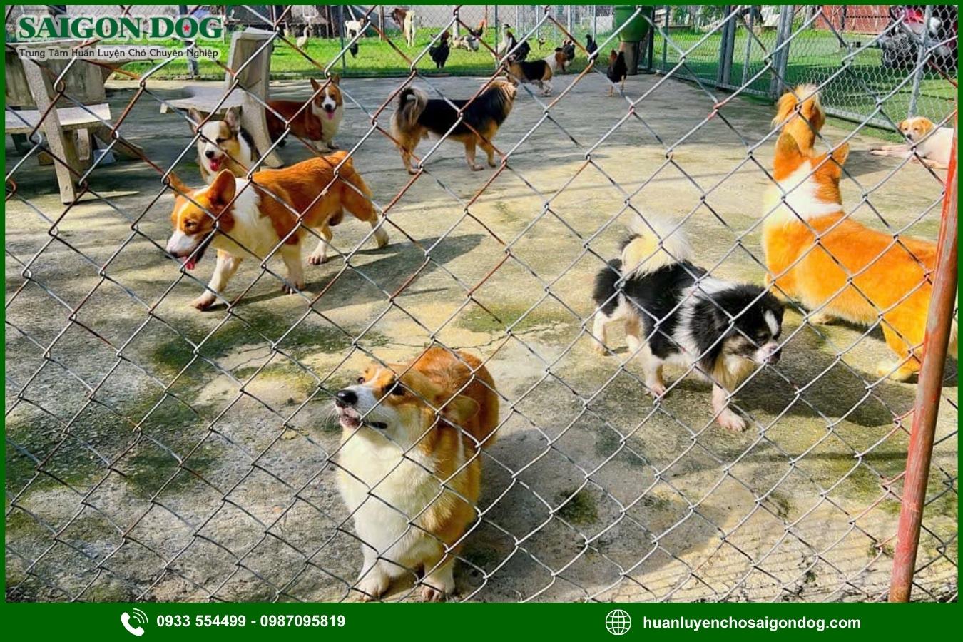 Các nhóm bệnh ở chó được tư vấn và hỗ trợ điều trị