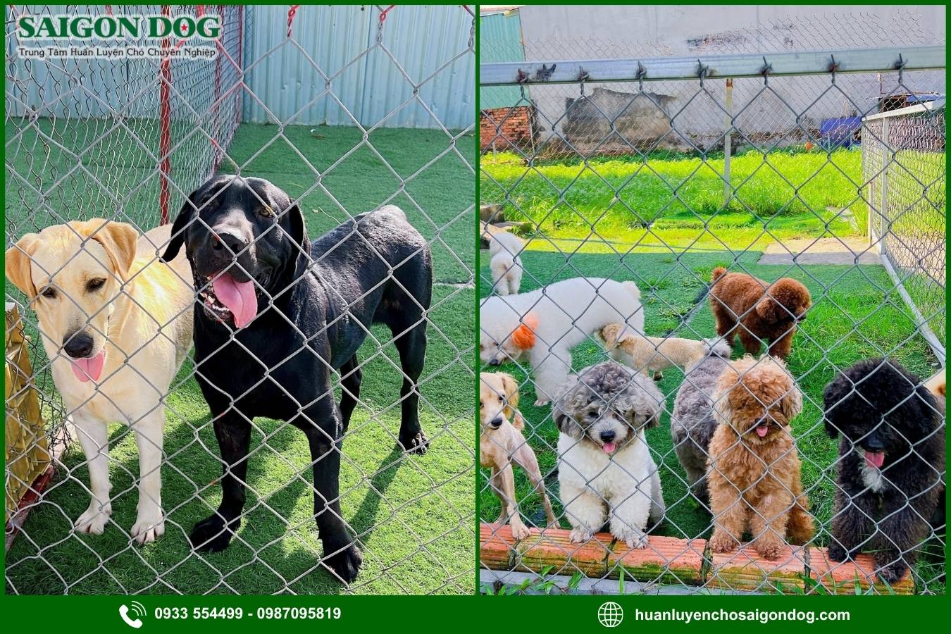 Các nhóm bệnh ở chó được tư vấn và hỗ trợ điều trị
