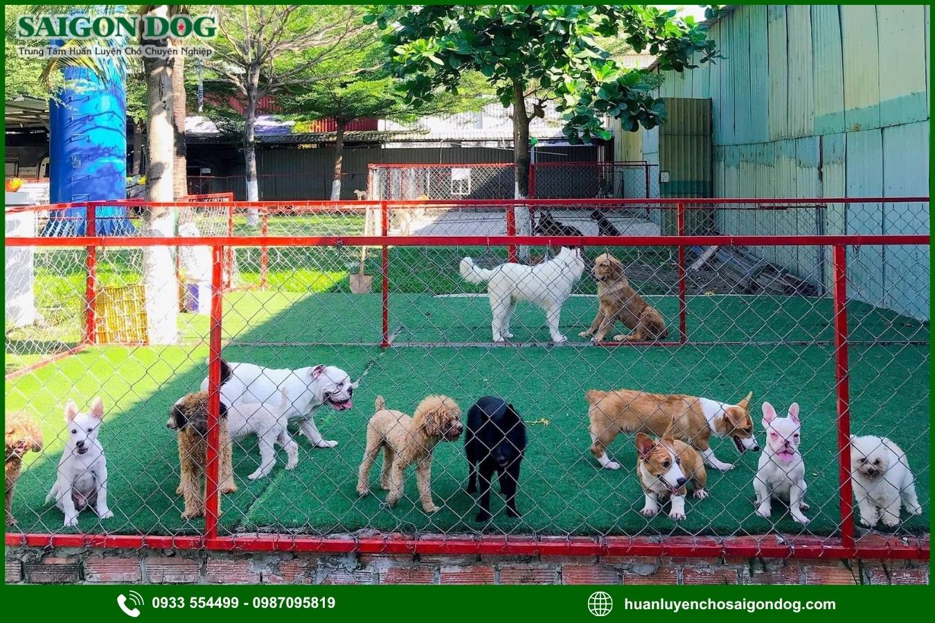 Các nhóm bệnh ở chó được tư vấn và hỗ trợ điều trị
