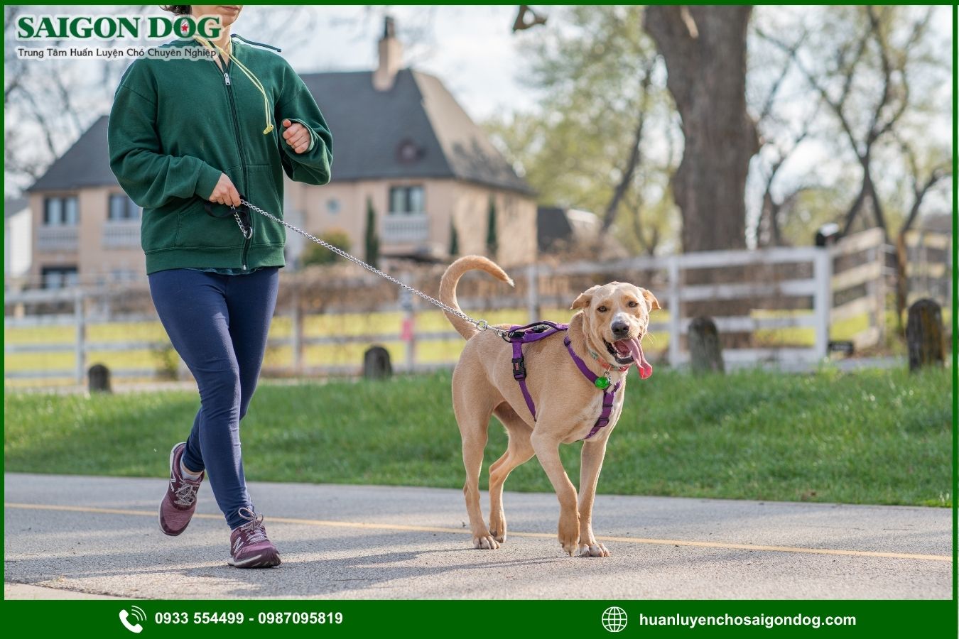Cách dạy chó đi cạnh (heel) đúng chuẩn