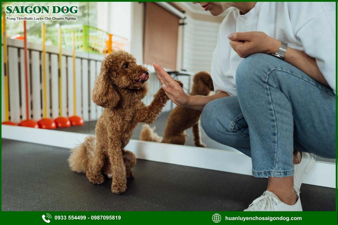 Cách xử lý khi chó lì lợm, không chịu hợp tác