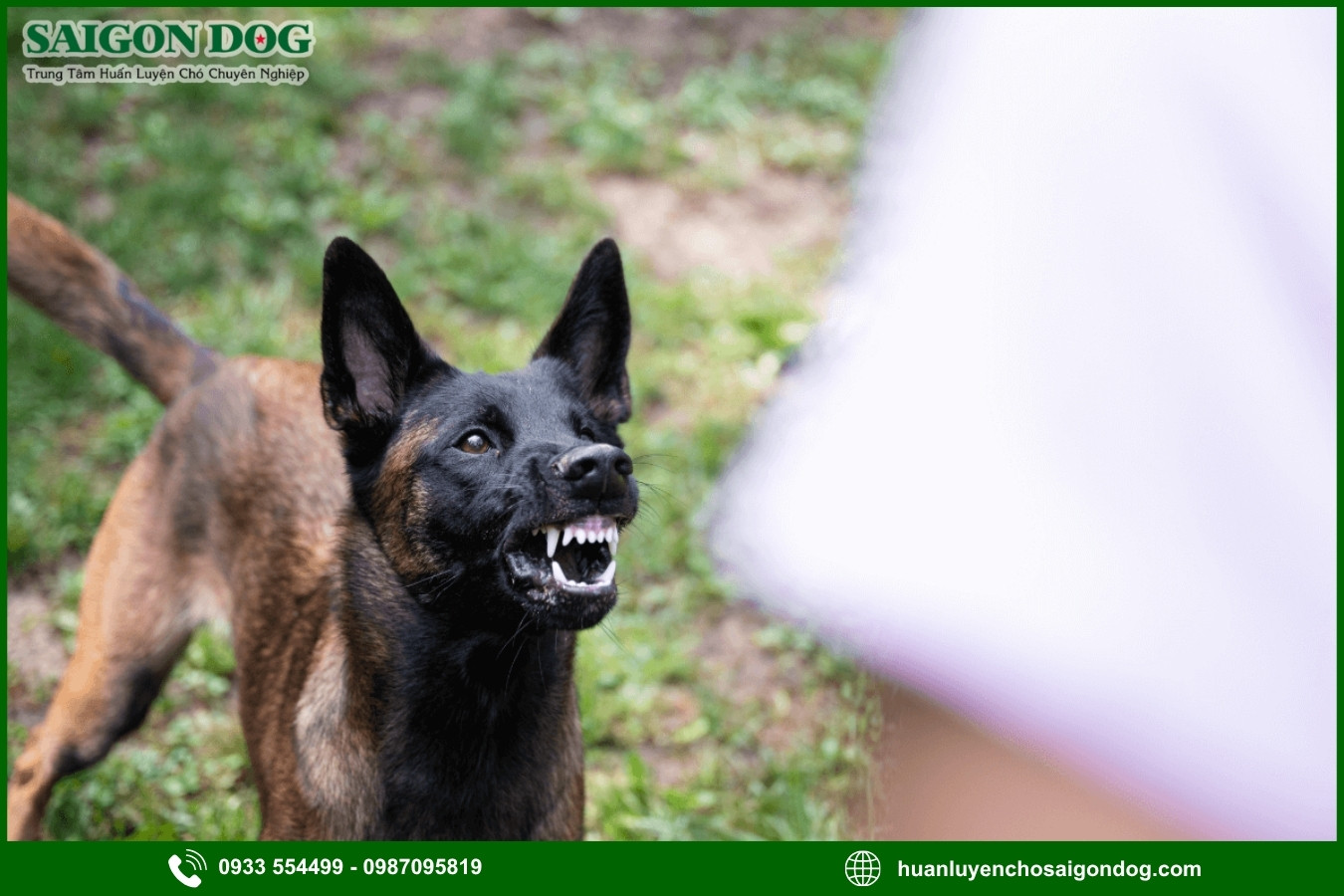 Chó thường gầm gừ khi được chạm vào những vị trí nào?