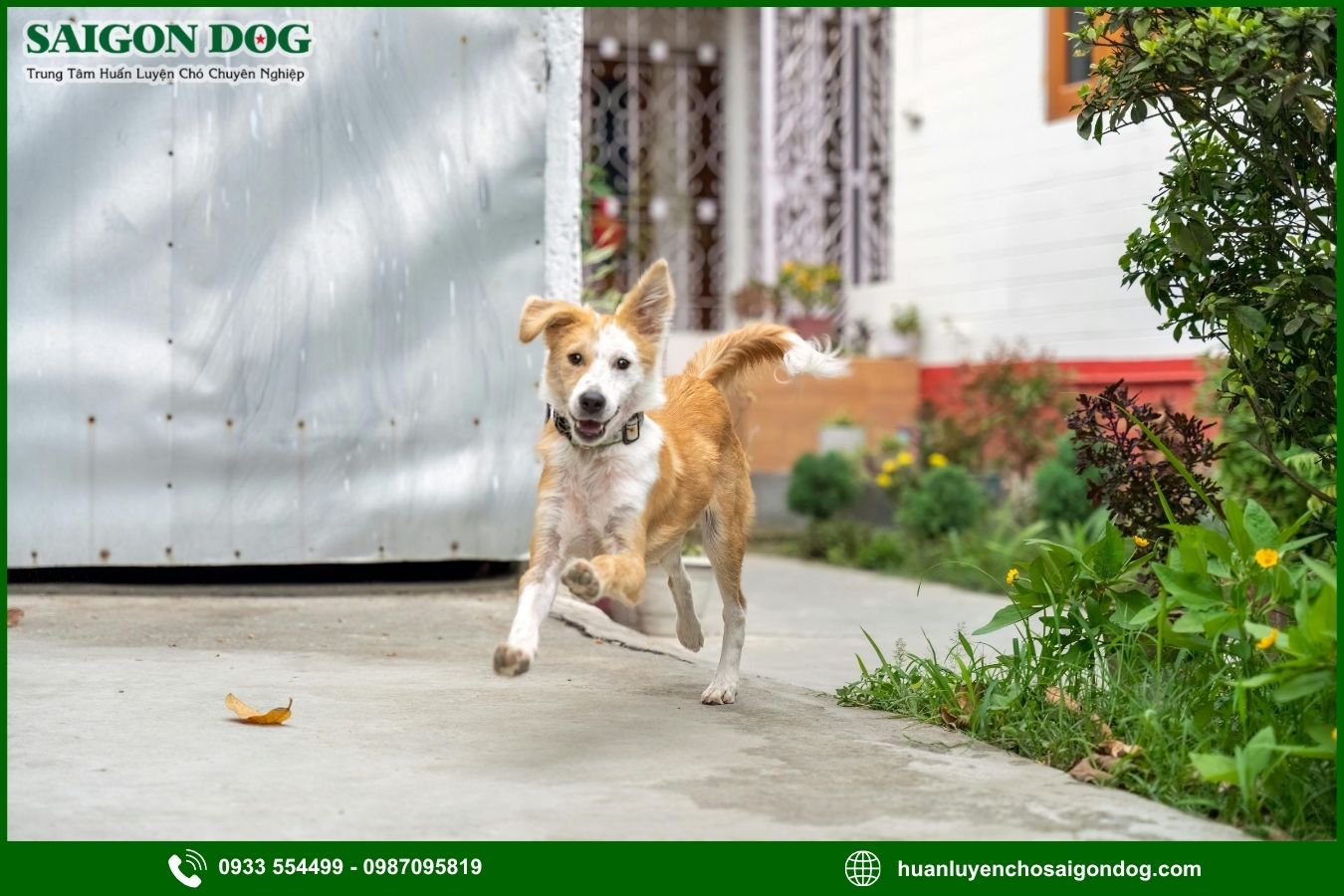 Chuẩn bị trước khi dạy chó chạy lại khi gọi