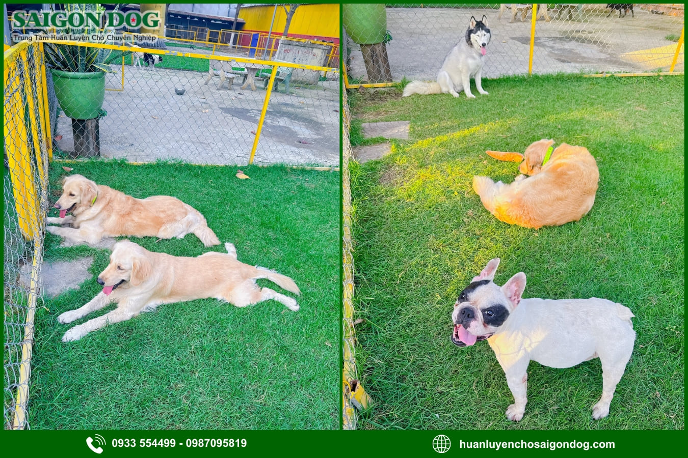 Chương trình huấn luyện chó tại Sài Gòn Dog