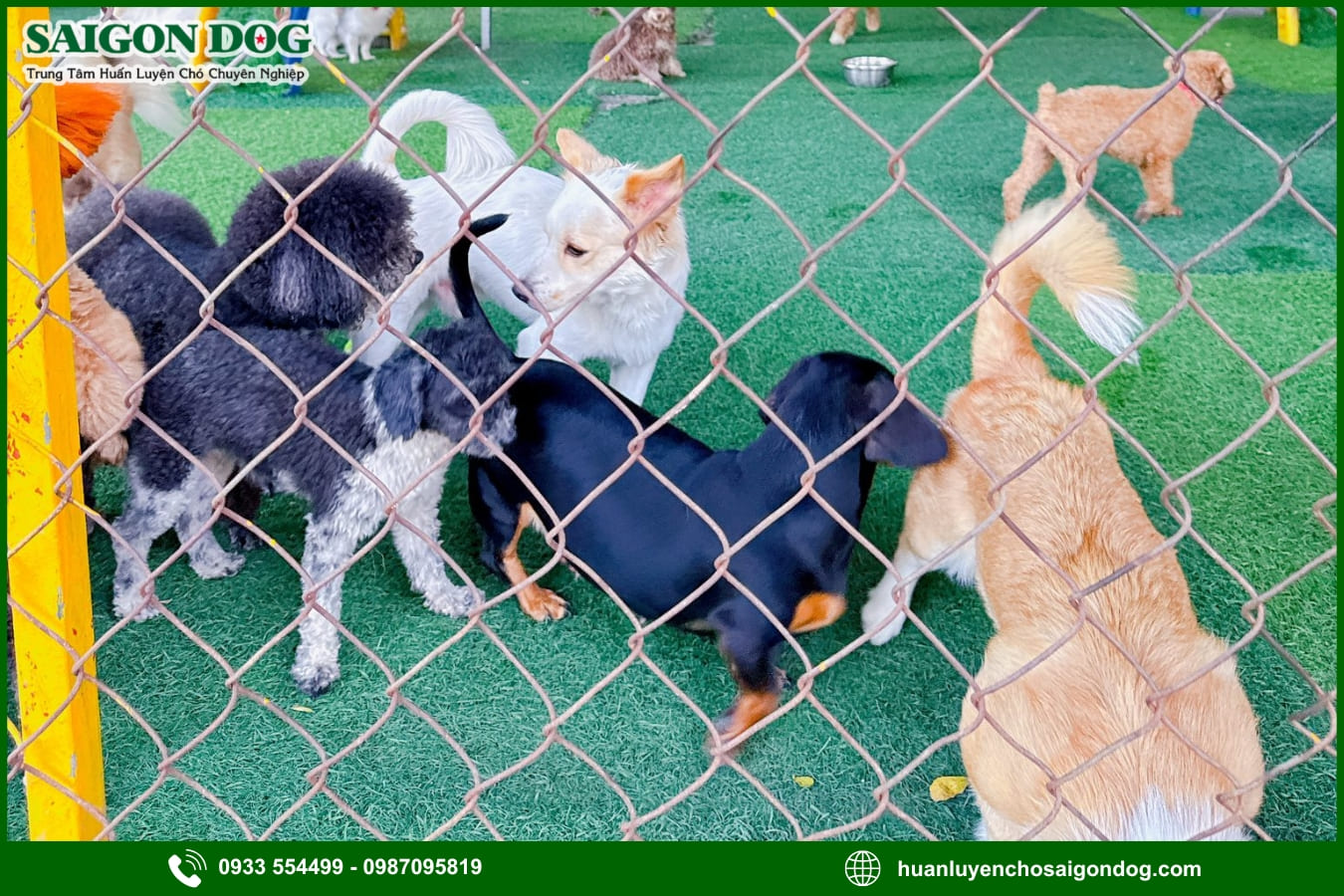 Chương trình huấn luyện chó tại Sài Gòn Dog