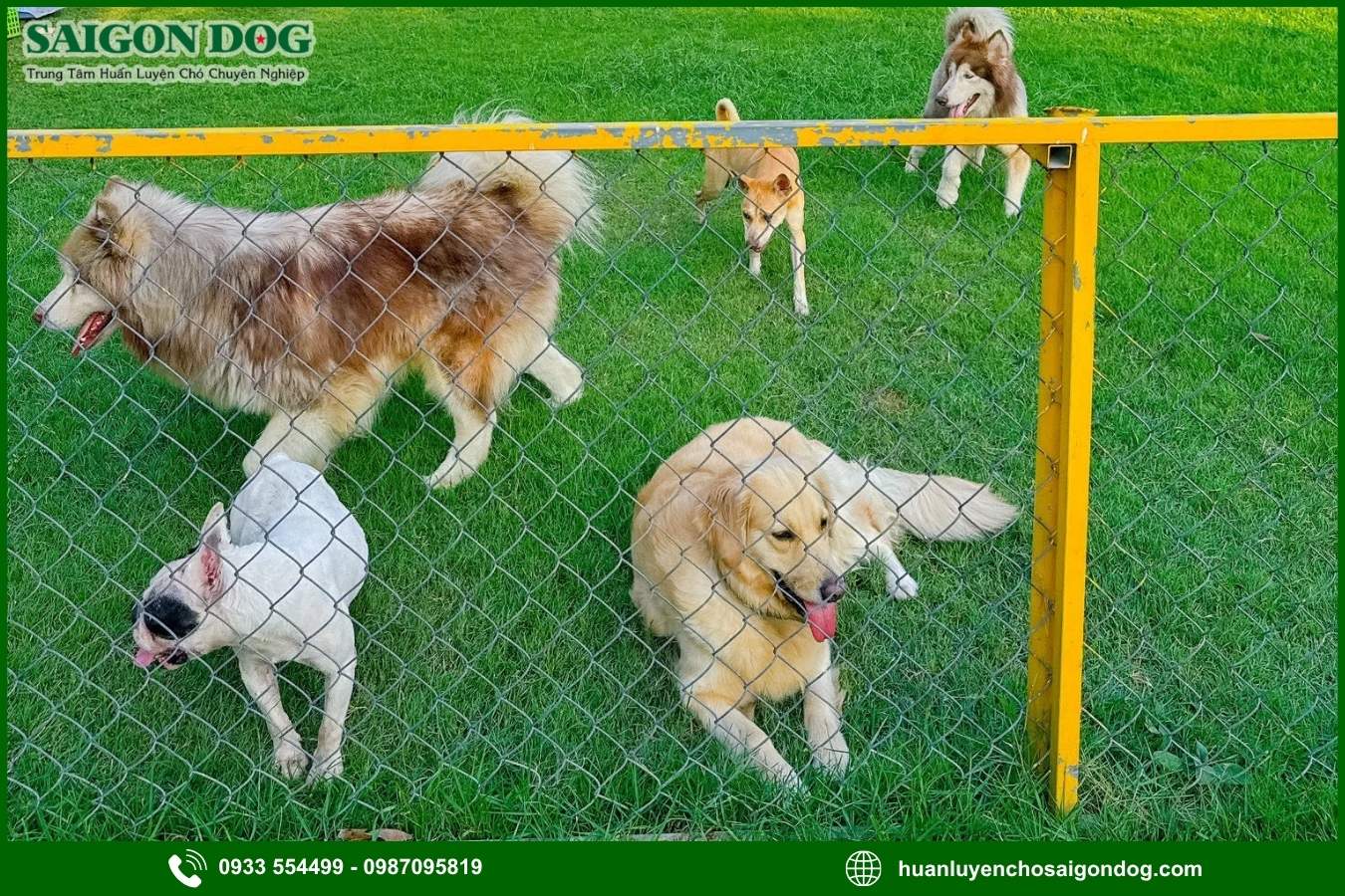 Giới thiệu chung về dịch vụ chăm sóc chó dài hạn