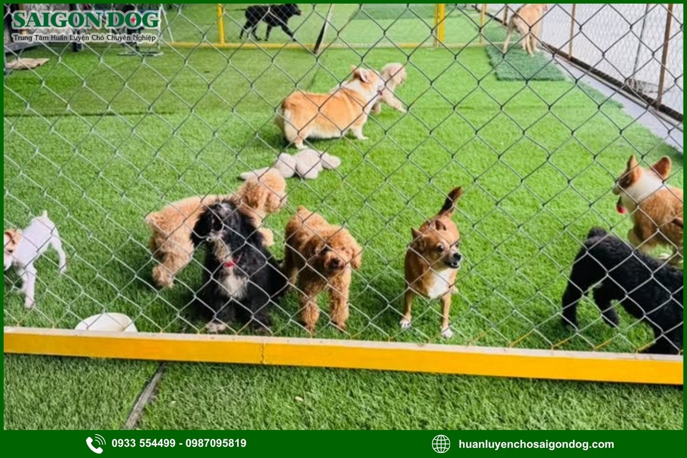 Giới thiệu chung về dịch vụ tư vấn, điều trị bệnh ở chó