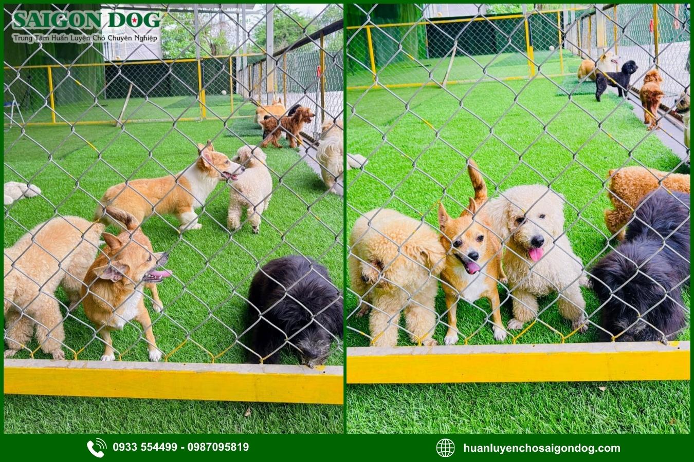 Giới thiệu chung về dịch vụ tư vấn, điều trị bệnh ở chó