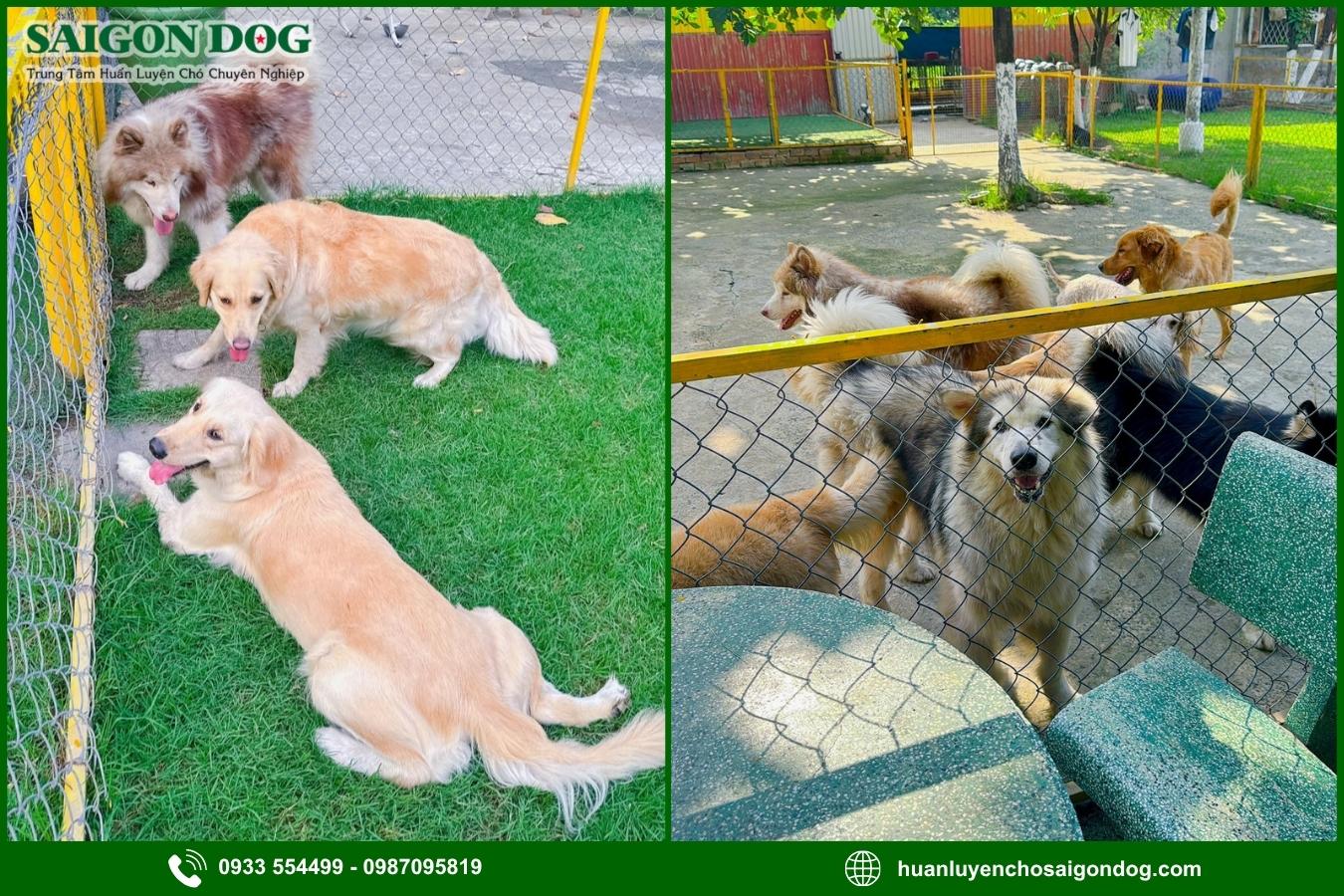 Giới thiệu dịch vụ chăm sóc chó tại Sài Gòn Dog