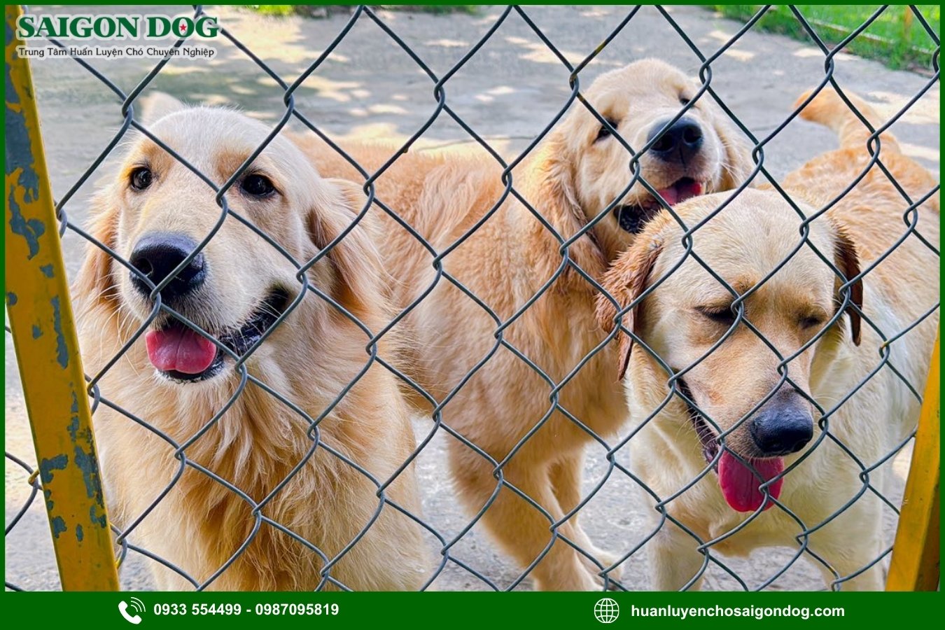 Giới thiệu dịch vụ chăm sóc chó tại Sài Gòn Dog
