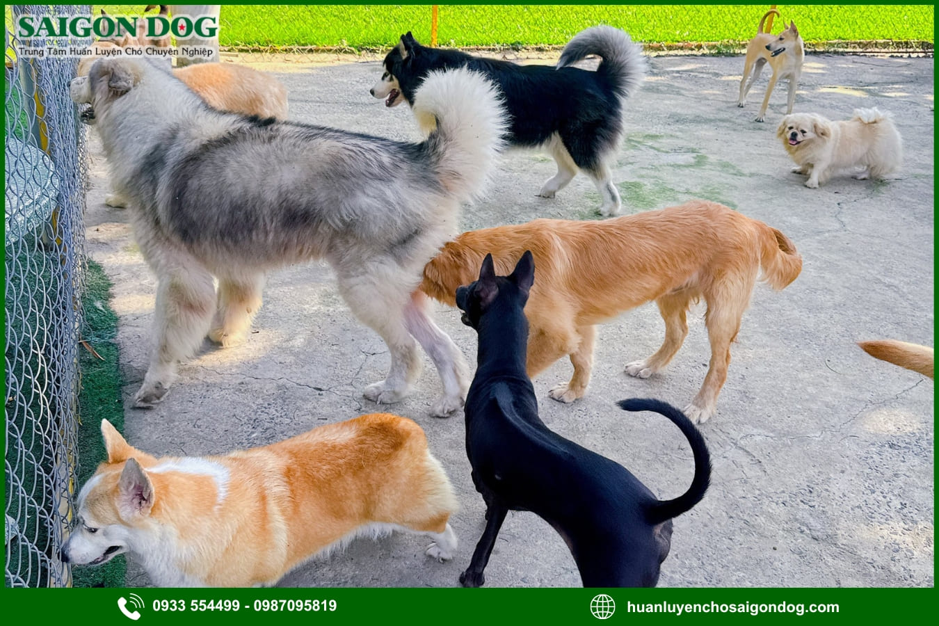 Giới thiệu dịch vụ huấn luyện chó tại Sài Gòn Dog