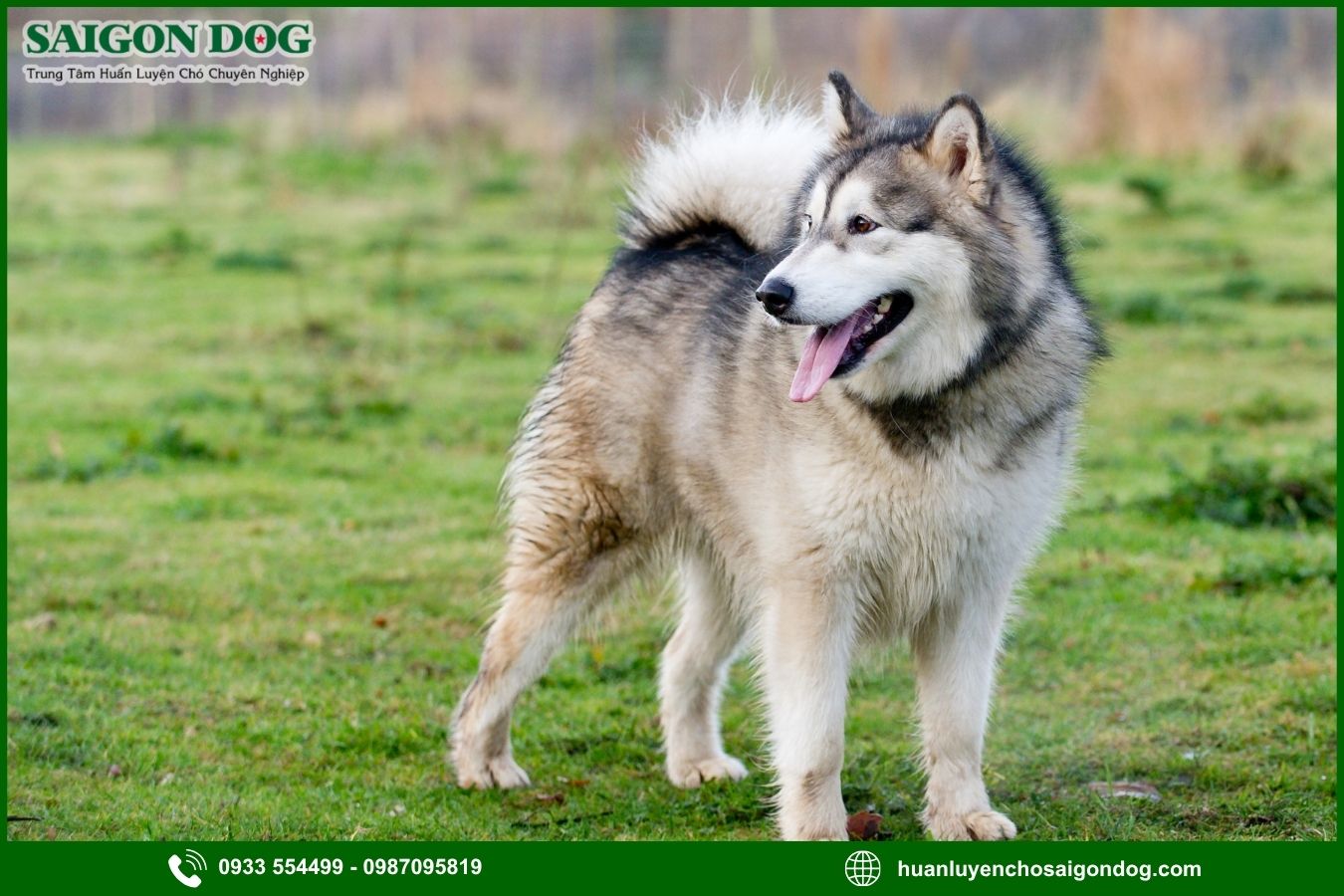 Huấn luyện chó Alaska là gì?