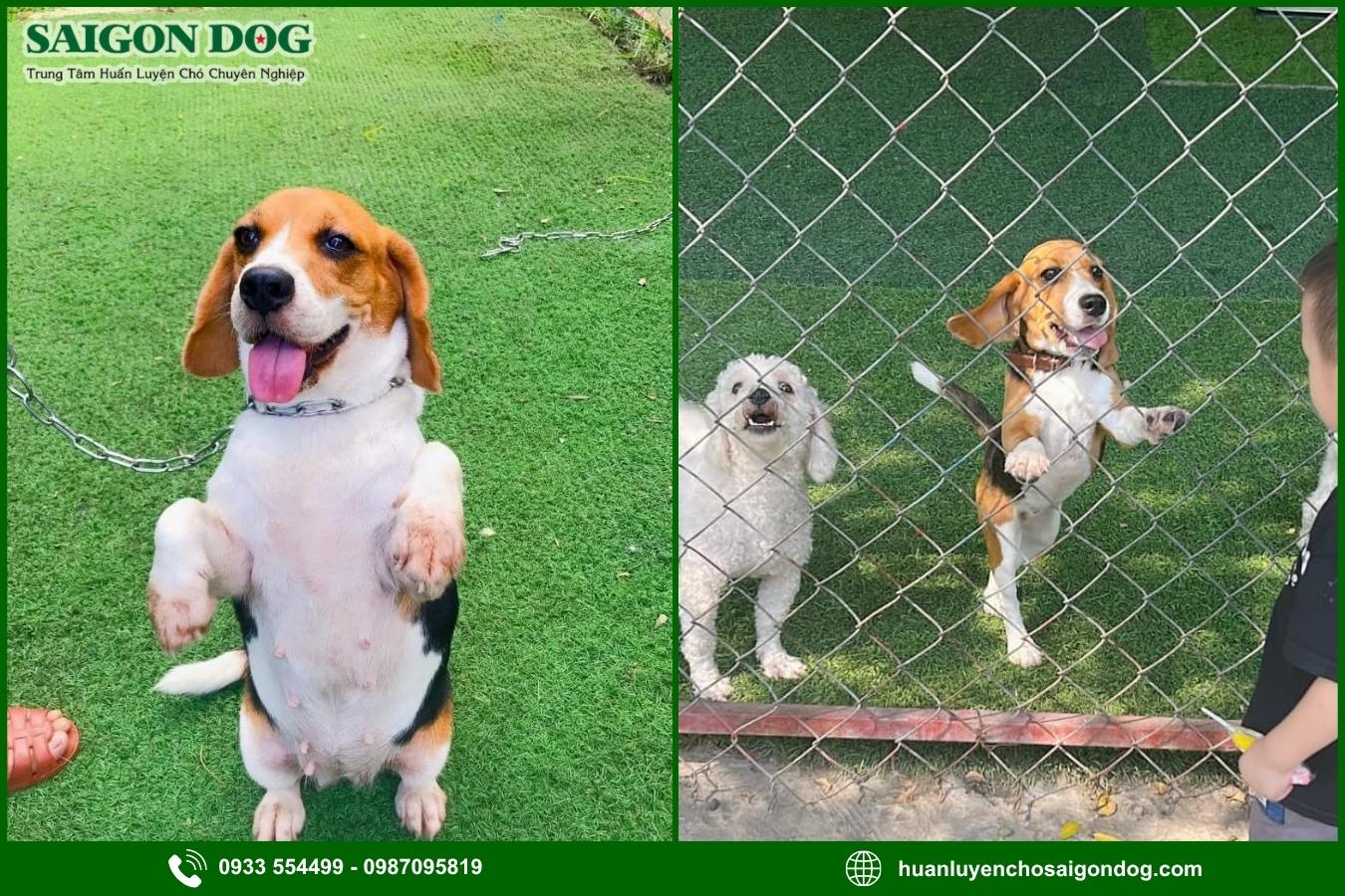 Huấn luyện chó Beagle là gì?