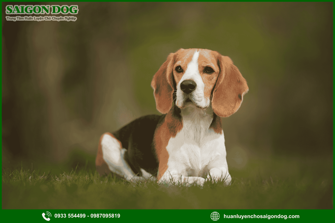 Huấn luyện chó Beagle là gì?