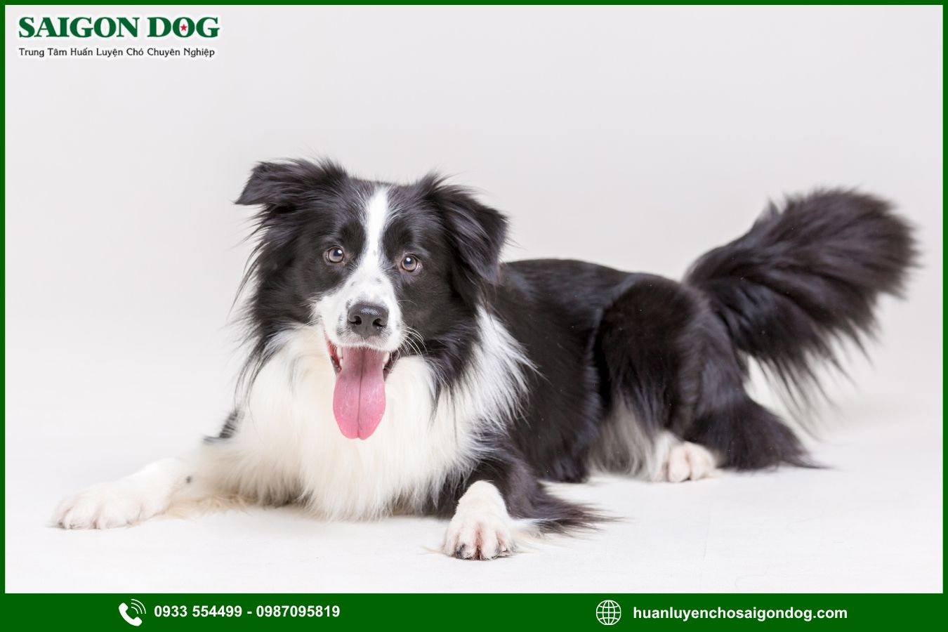 Huấn luyện chó Border Collie là gì?
