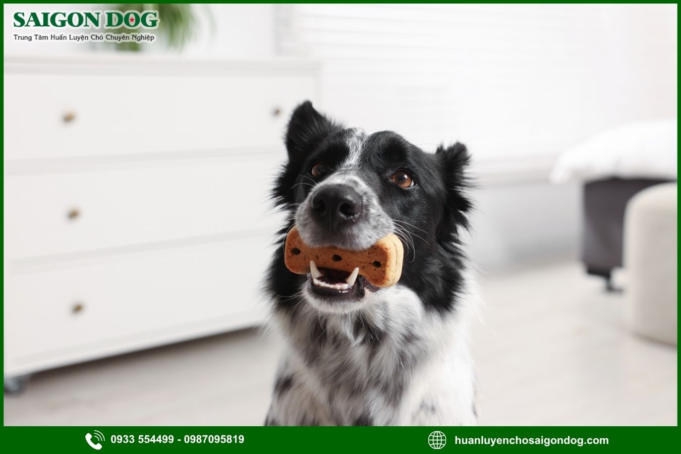 Huấn luyện chó Border Collie là gì?