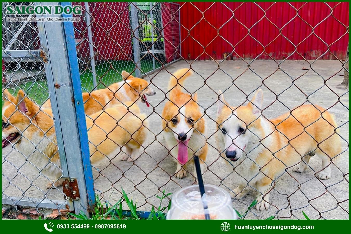 Huấn luyện chó Corgi là gì?