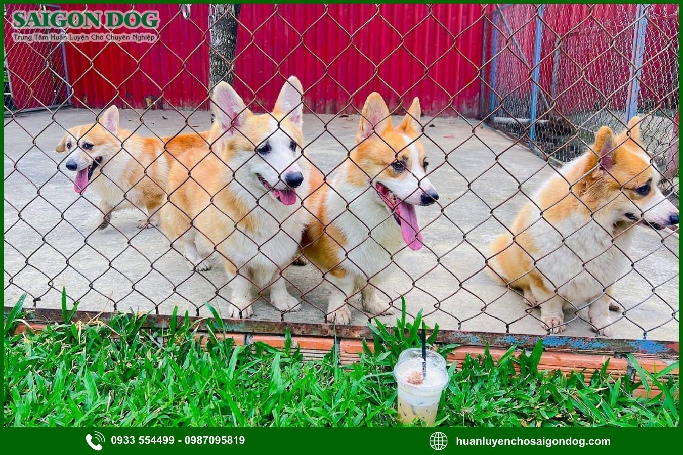 Huấn luyện chó Corgi là gì?