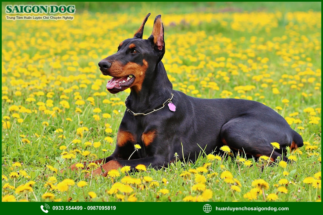 Huấn luyện chó Doberman là gì?