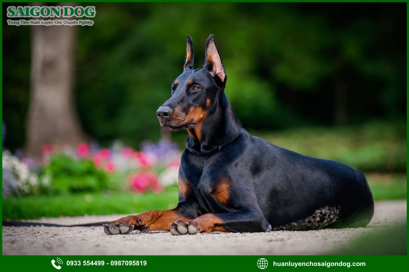 Huấn luyện chó Doberman là gì?