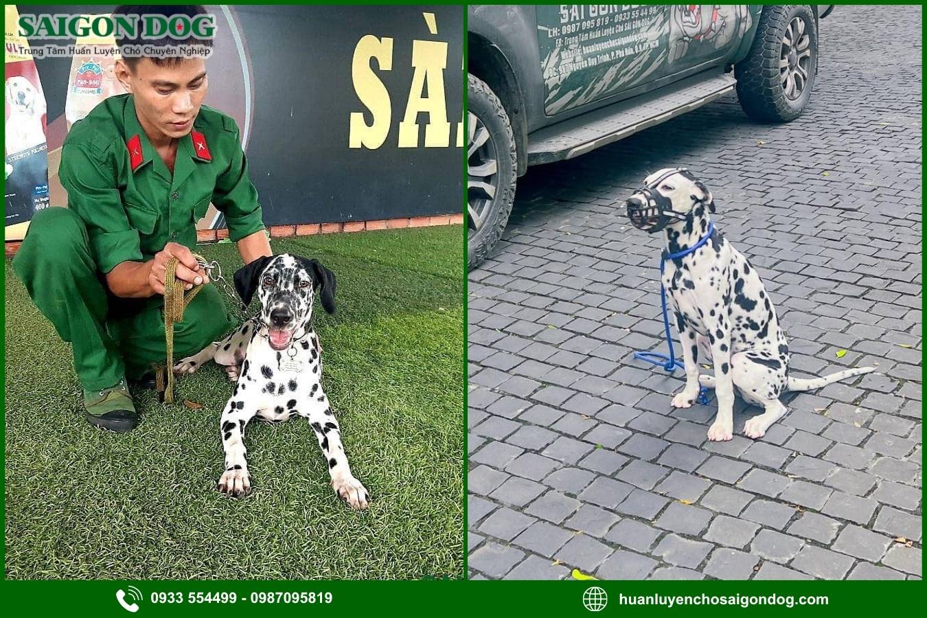 Huấn luyện chó đốm Dalmatian là gì?