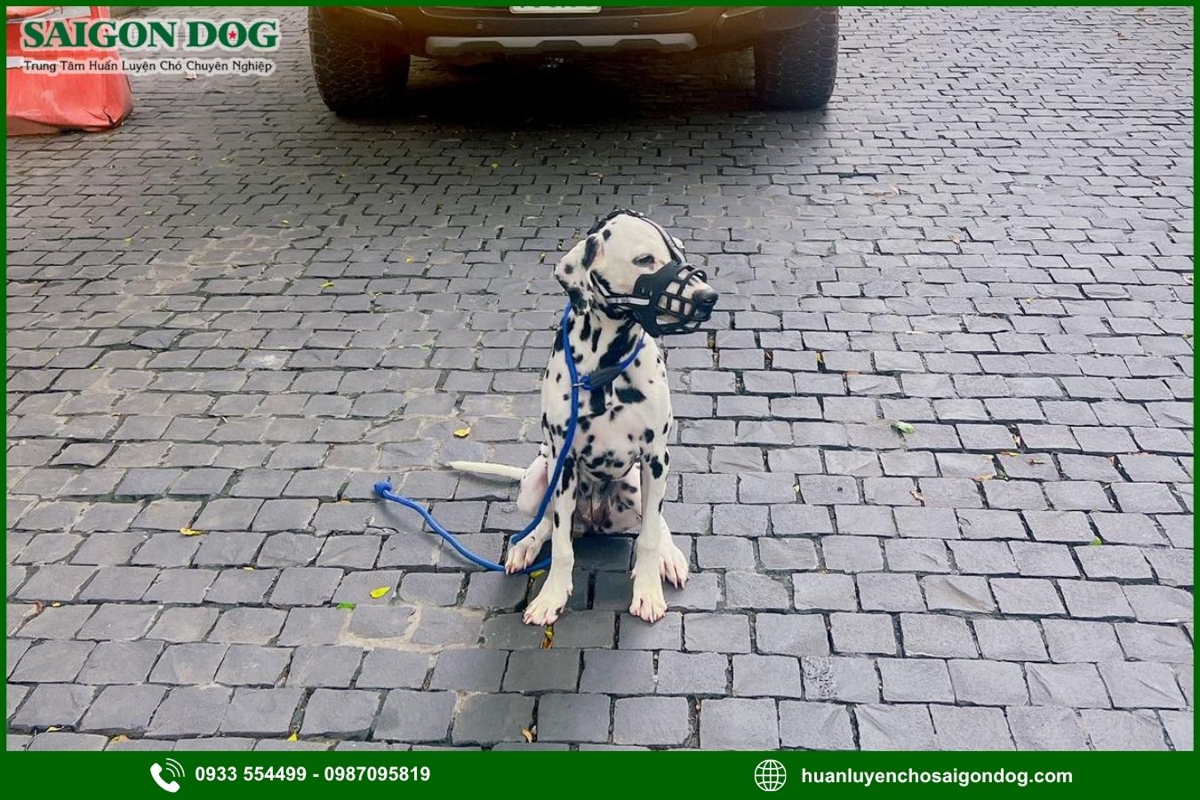 Huấn luyện chó đốm Dalmatian là gì?