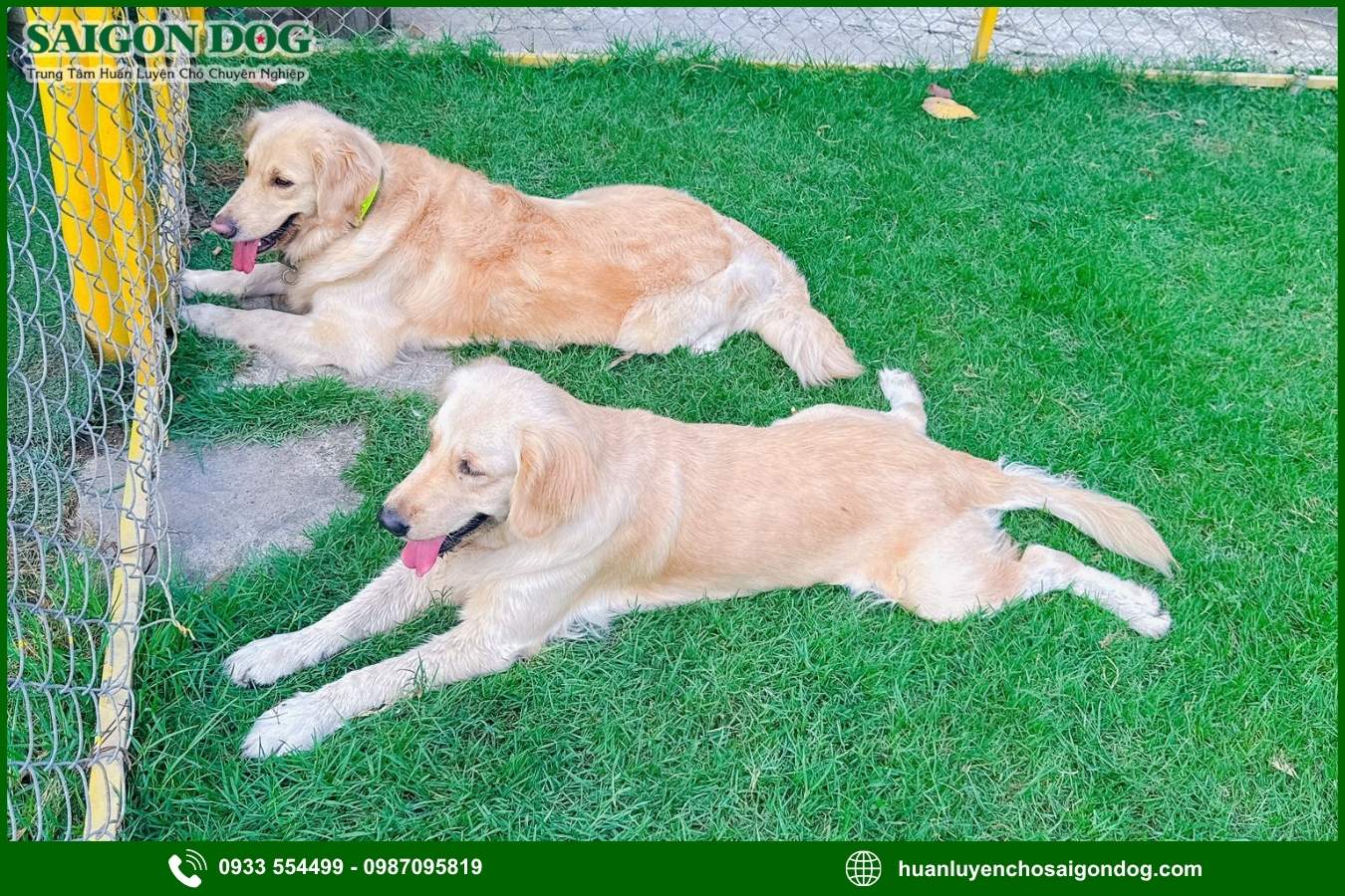 Huấn luyện chó Golden là gì?