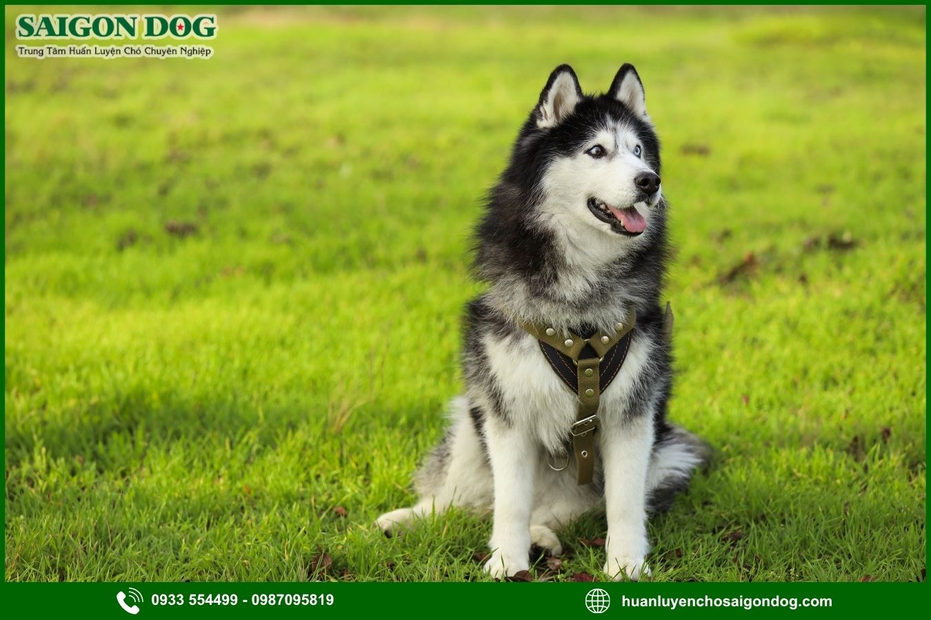 Huấn luyện chó Husky là gì?