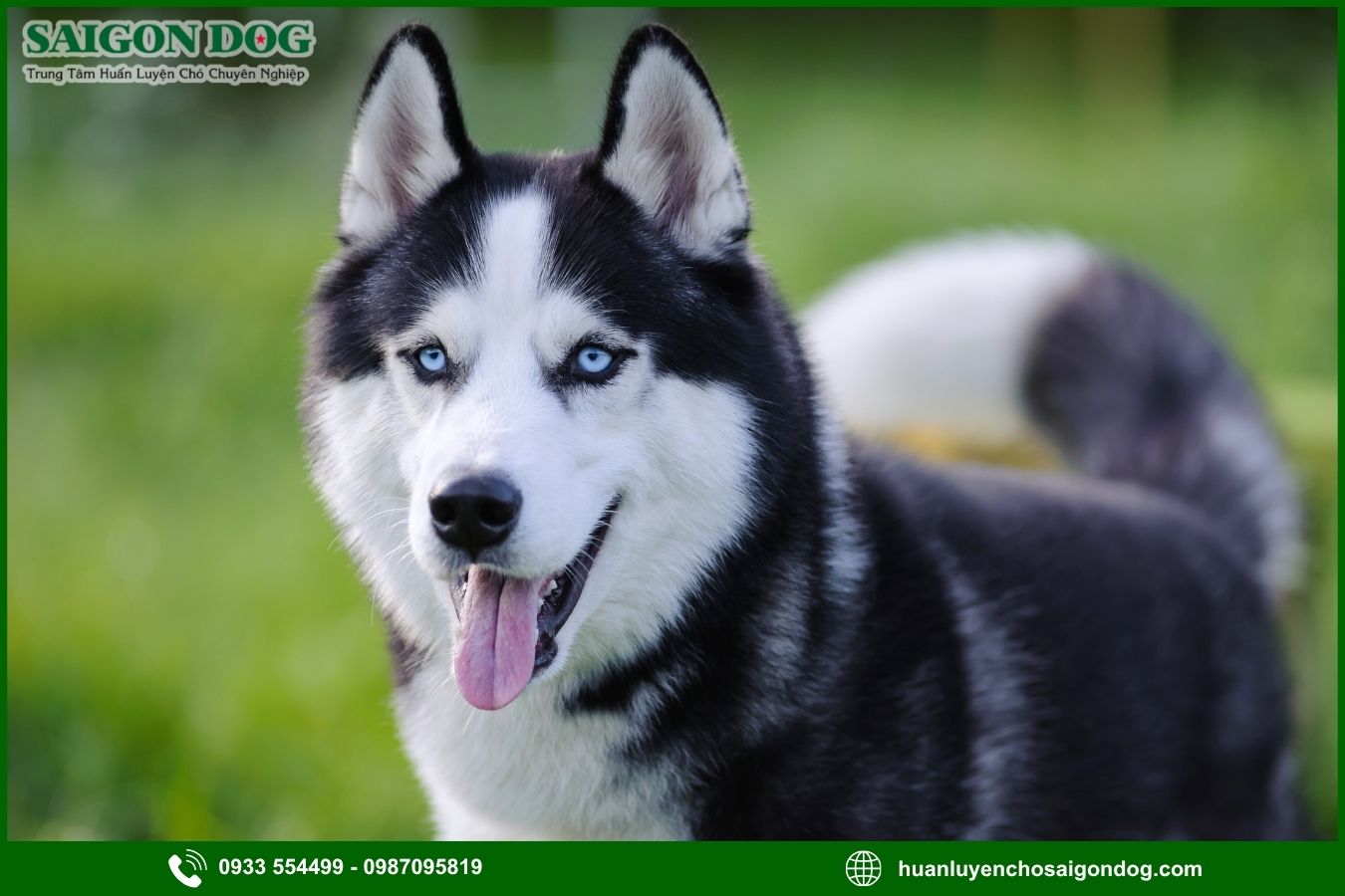 Huấn luyện chó Husky là gì?