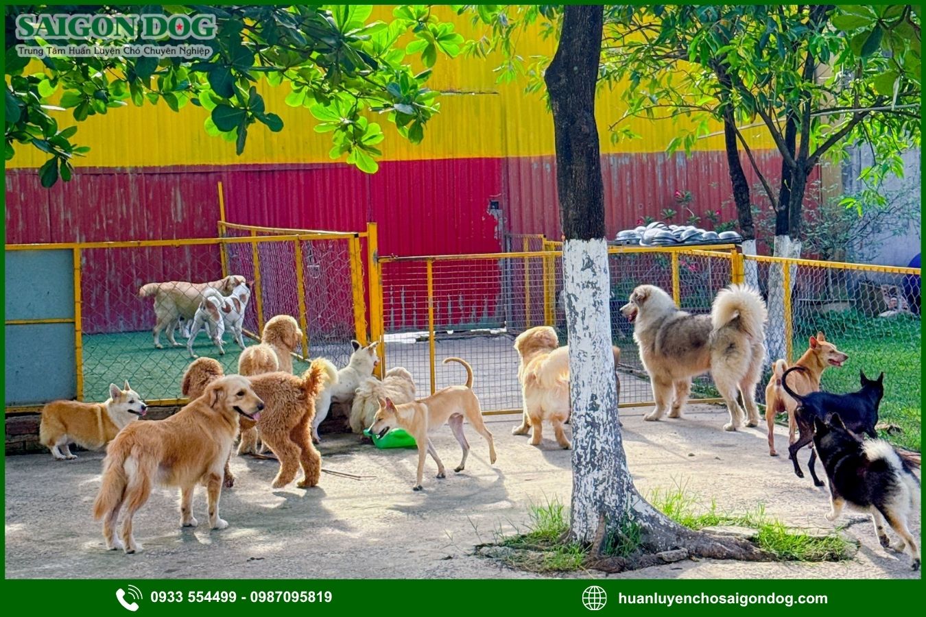 Huấn luyện chó kiểng là gì?