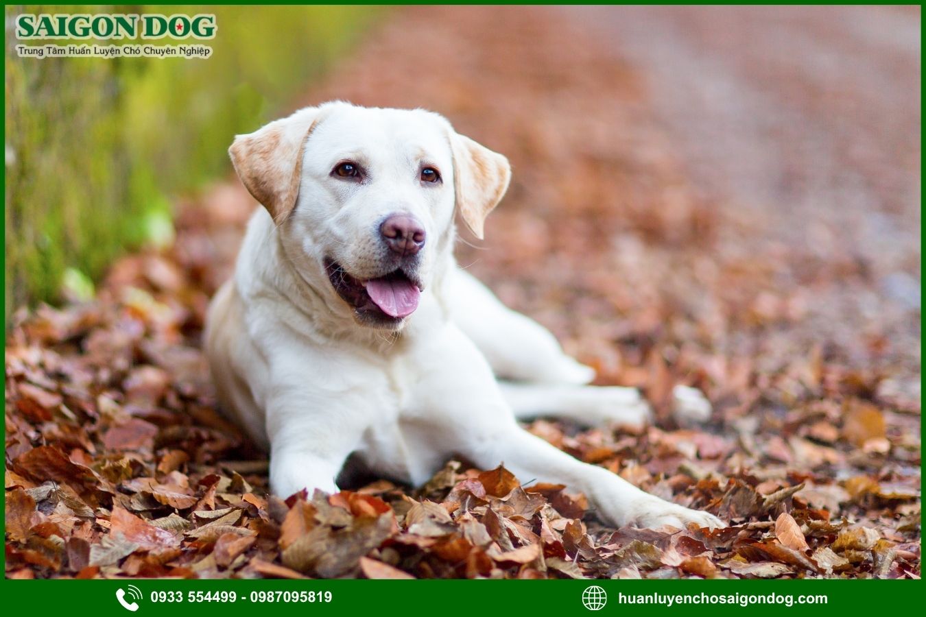 Huấn luyện chó Labrador Retriever là gì?
