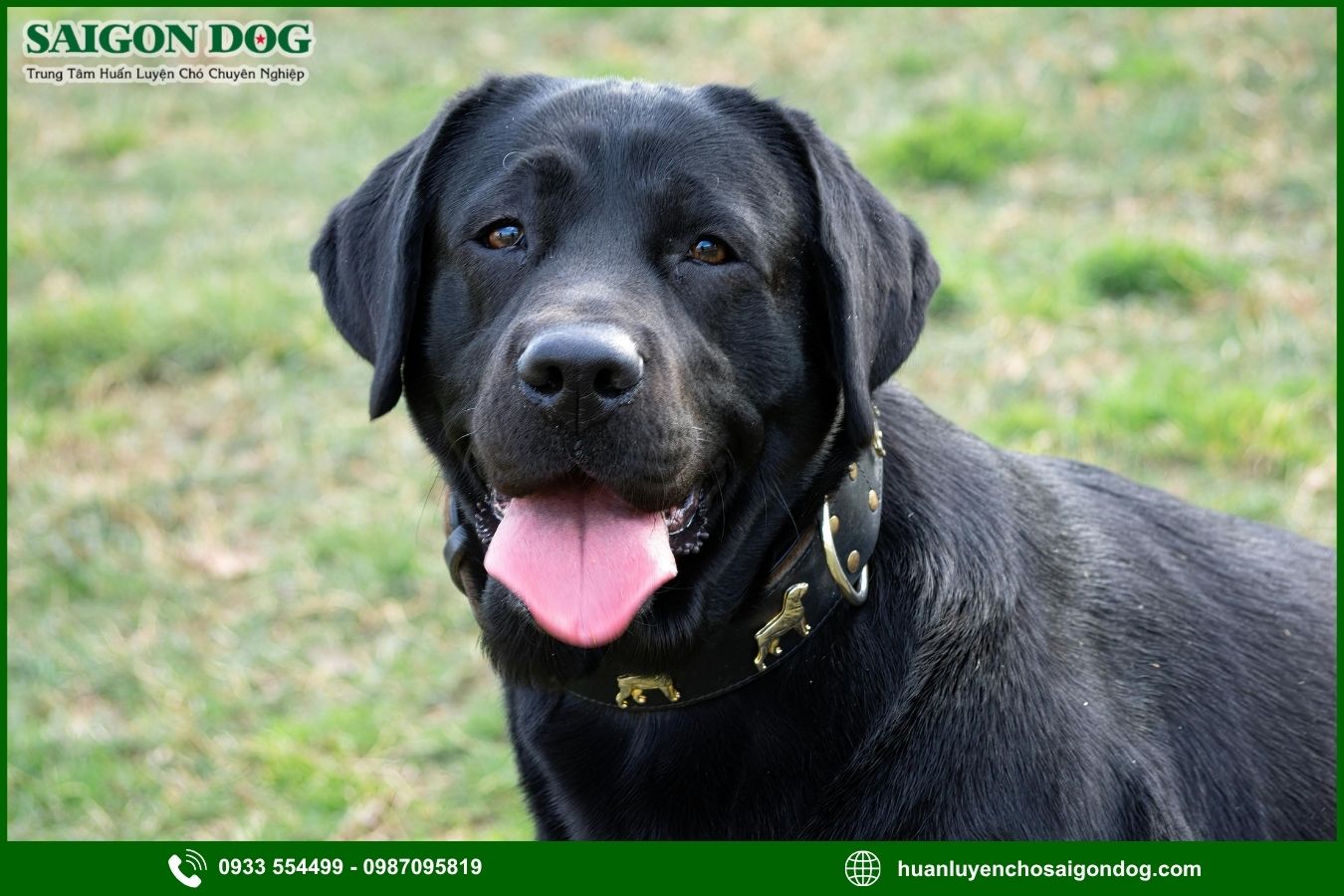 Huấn luyện chó Labrador Retriever là gì?