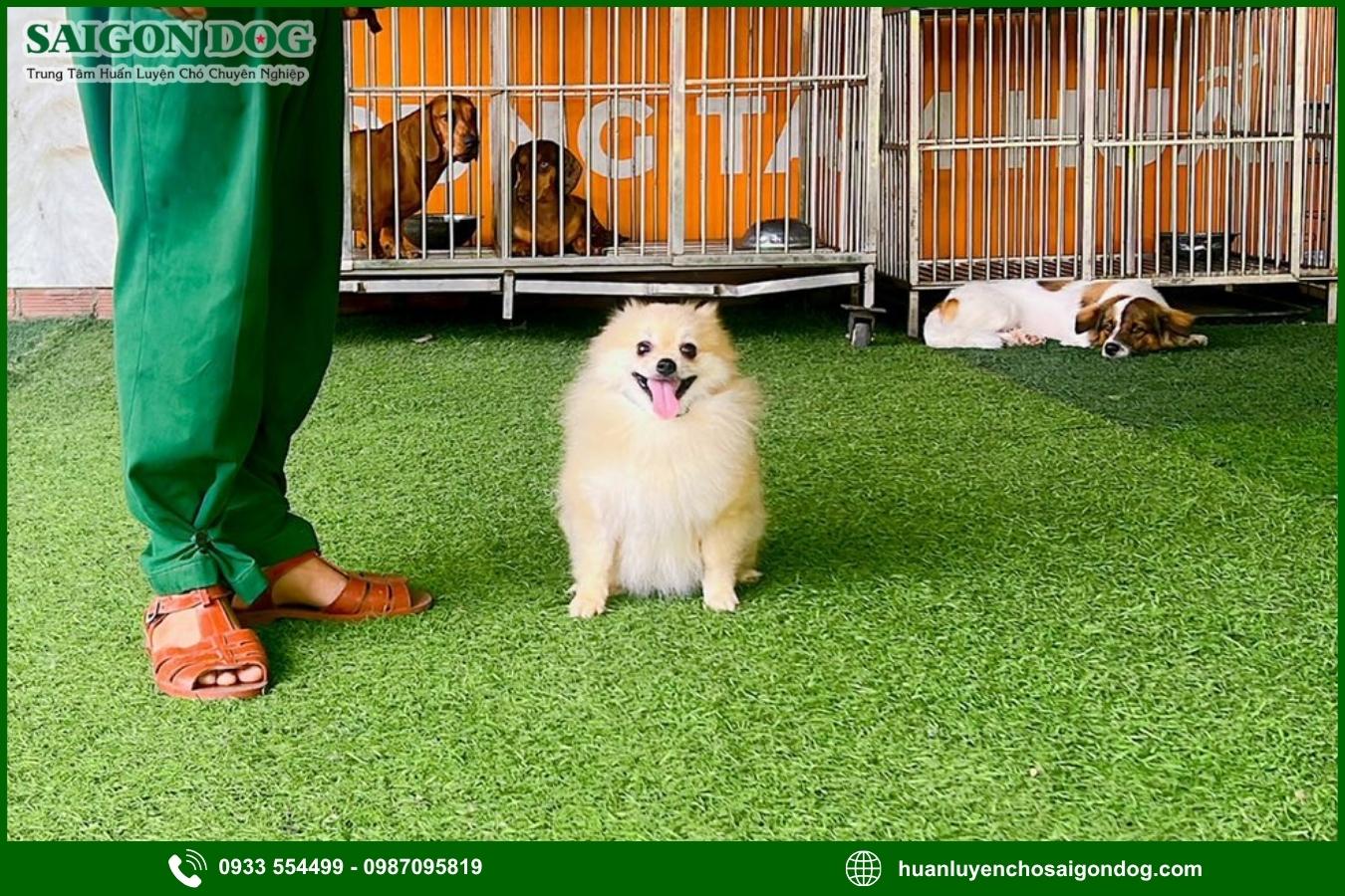 Huấn luyện chó Phốc sóc là gì?