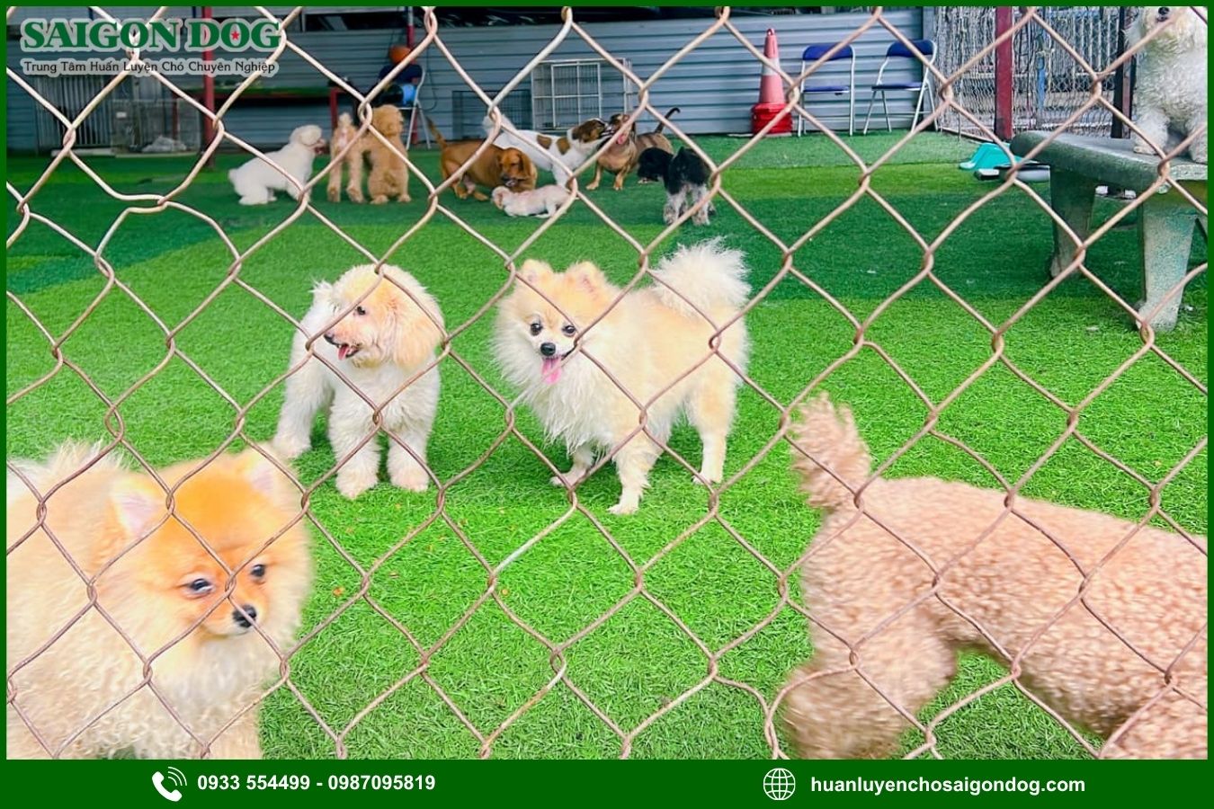 Huấn luyện chó Phốc sóc là gì?