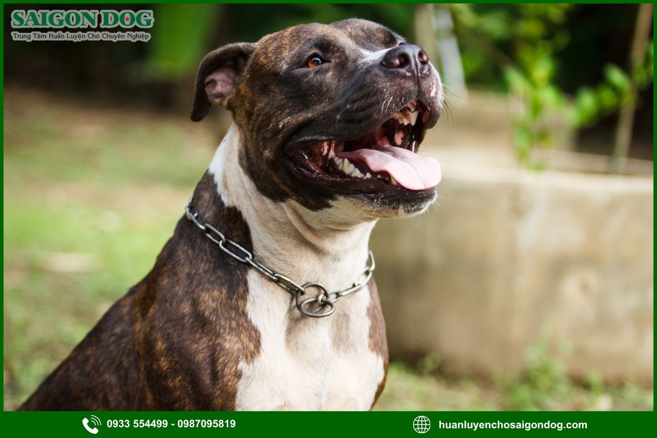 Huấn luyện chó Pitbull là gì?