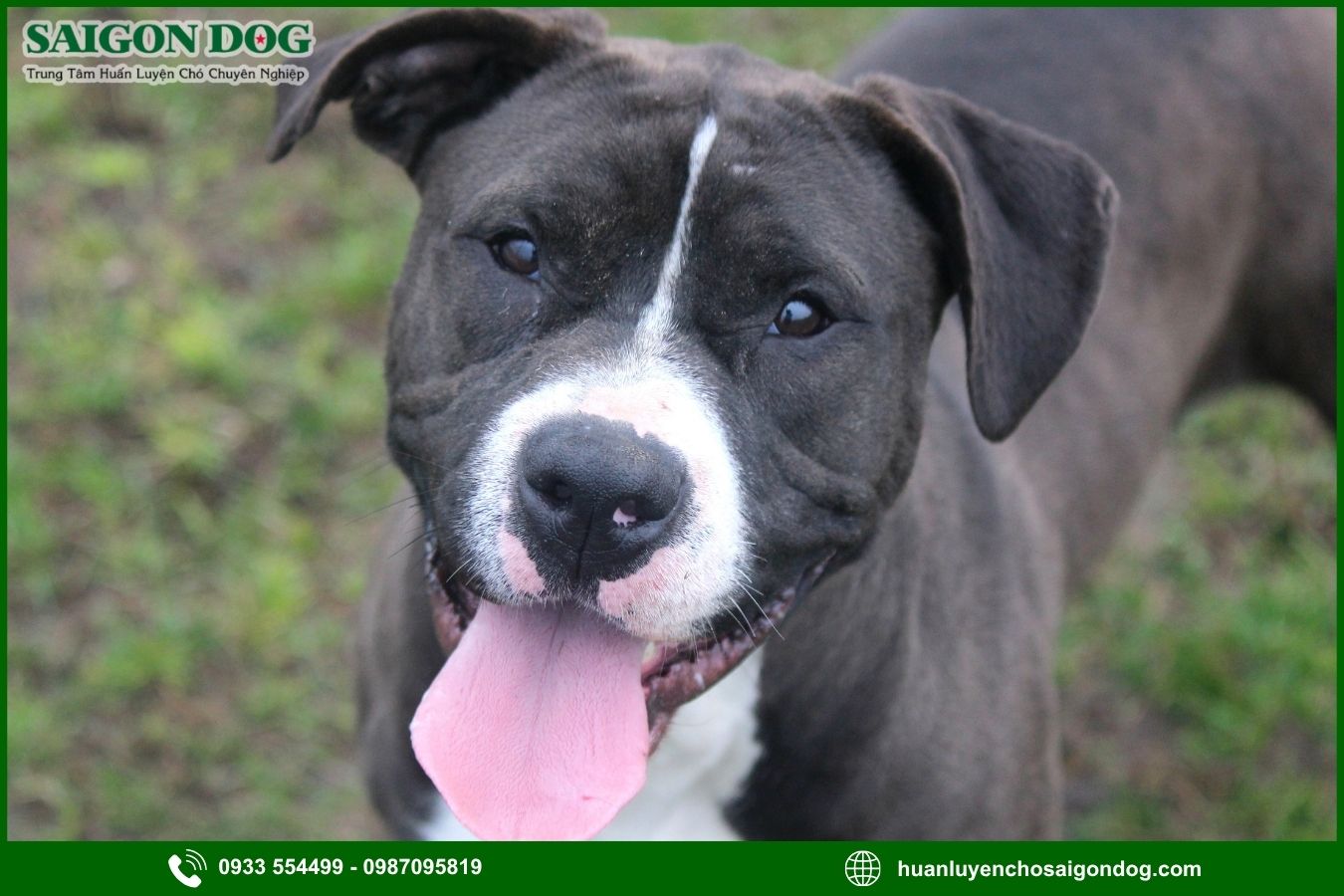 Huấn luyện chó Pitbull là gì?