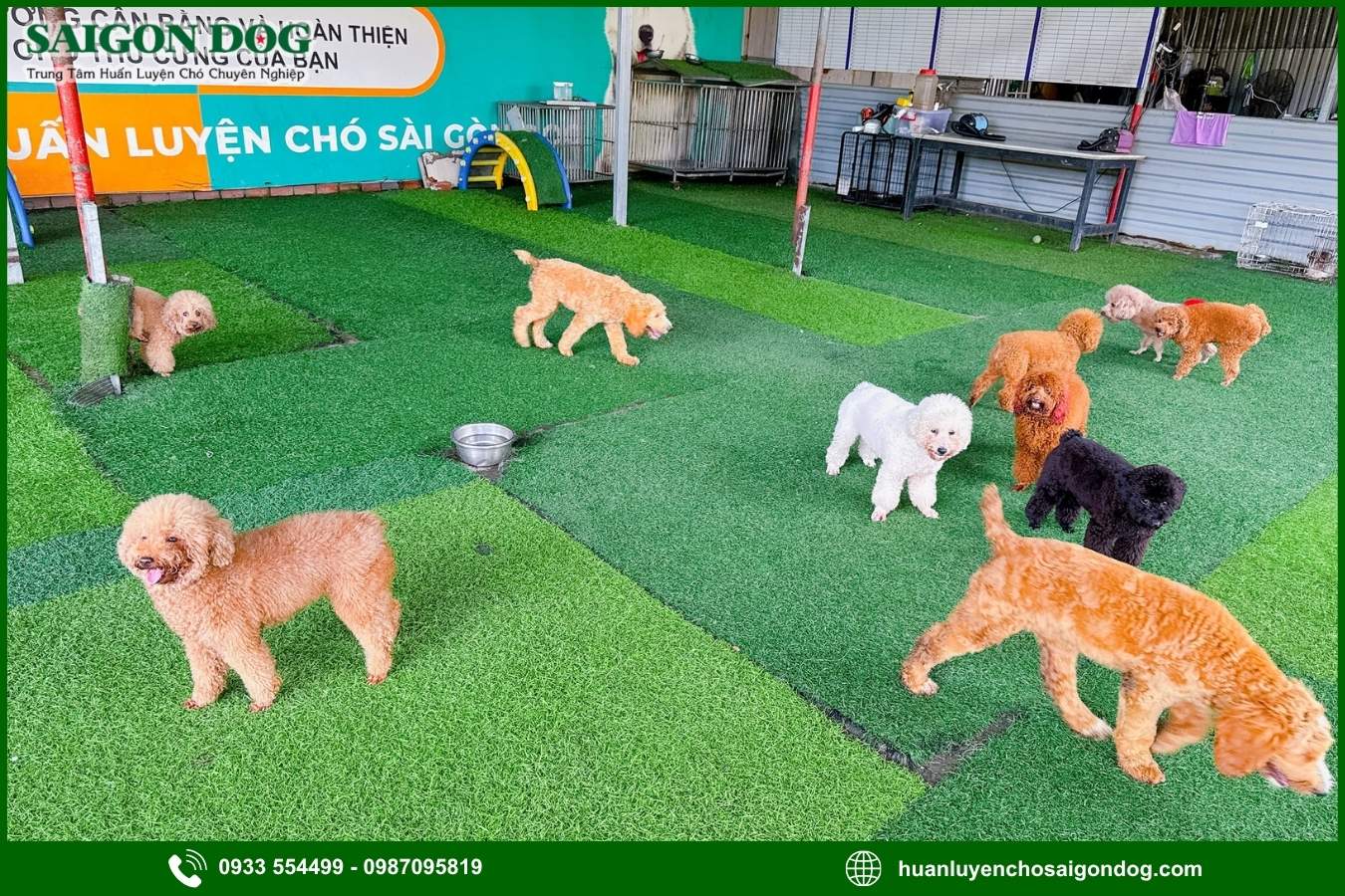 Huấn luyện chó Poodle là gì?