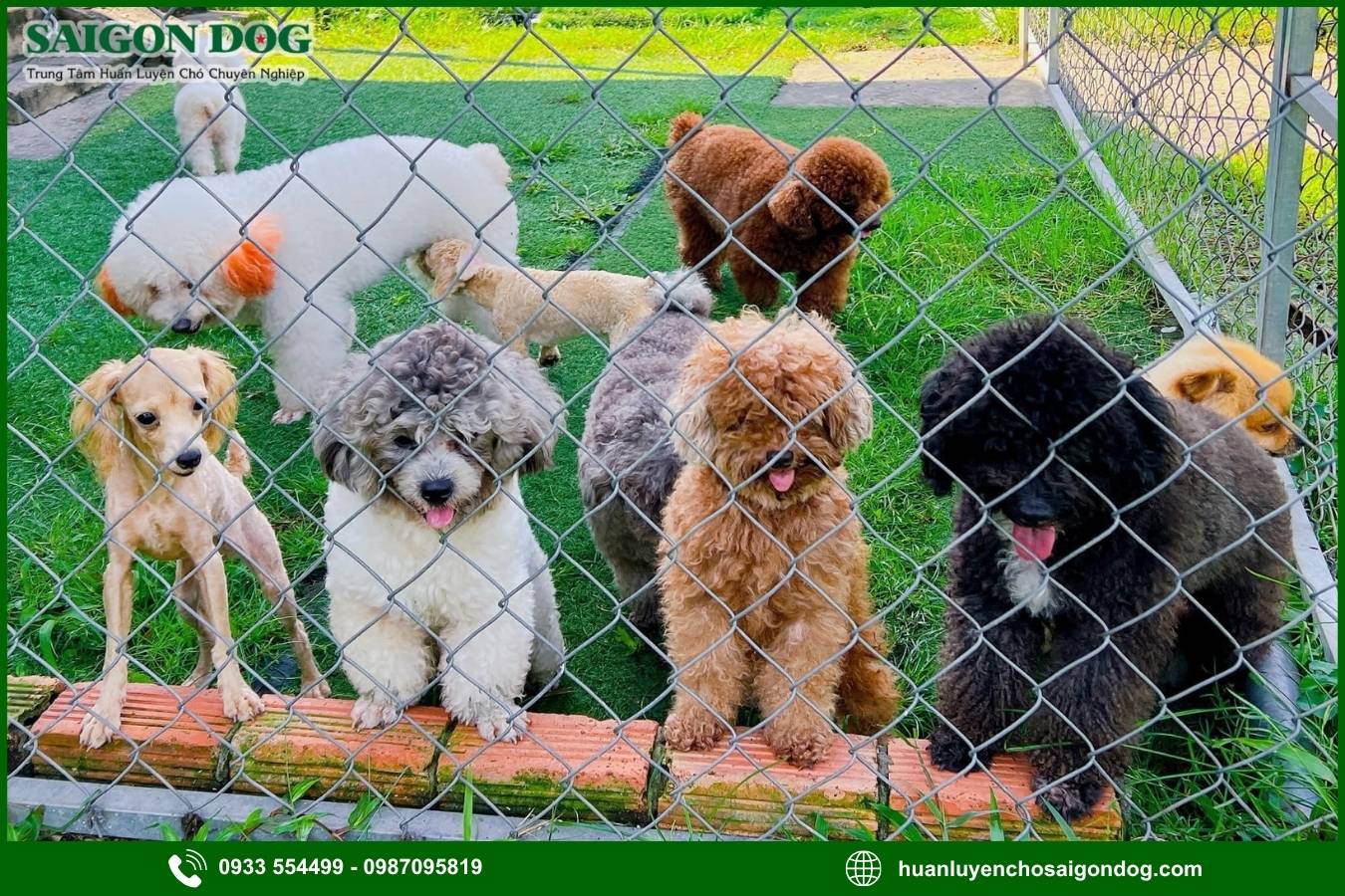 Huấn luyện chó Poodle là gì?