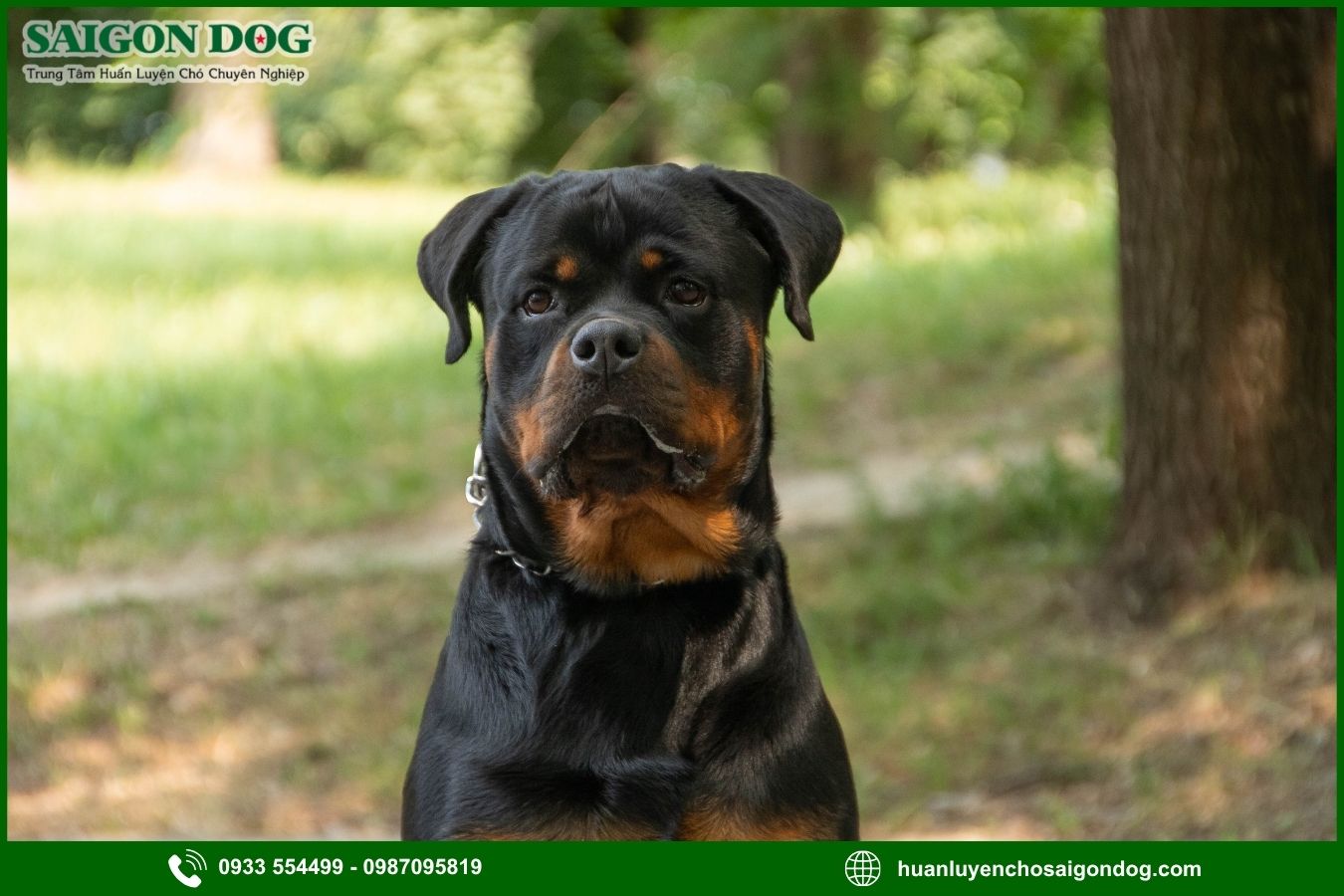 Huấn luyện chó Rottweiler là gì?