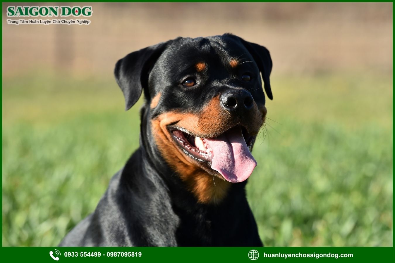 Huấn luyện chó Rottweiler là gì?
