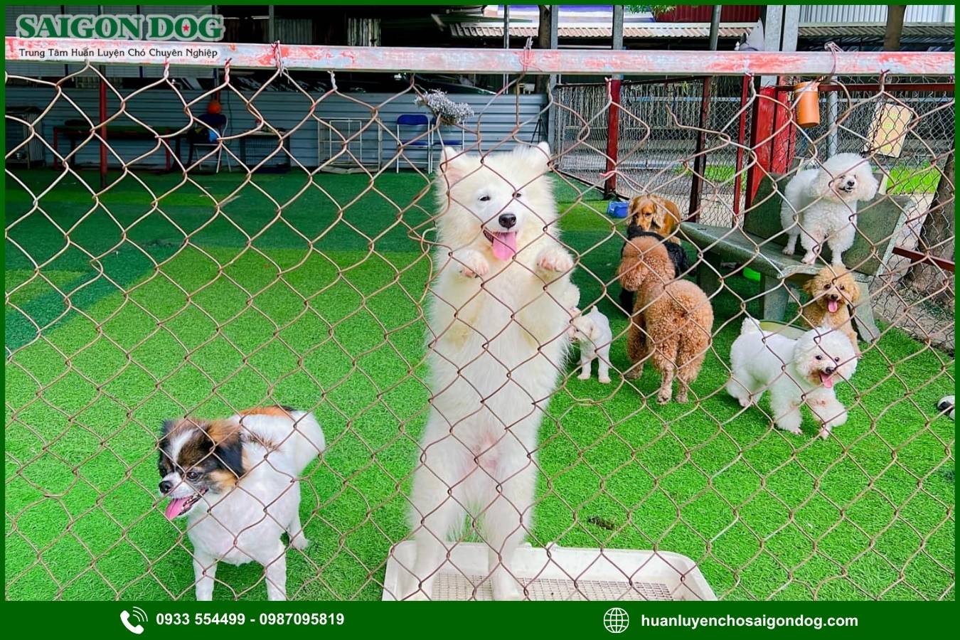 Huấn luyện chó Samoyed là gì?