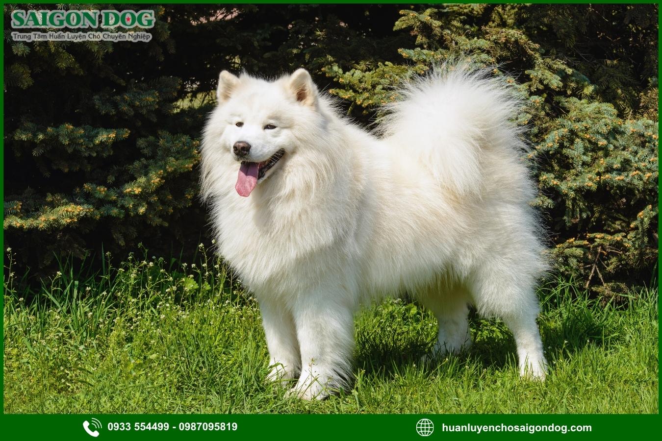 Huấn luyện chó Samoyed là gì?