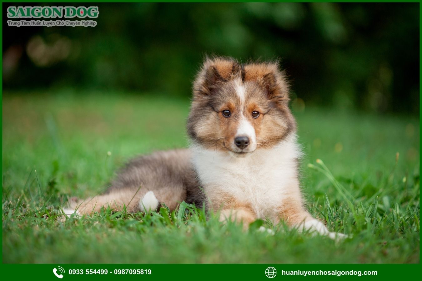 Huấn luyện chó Shetland là gì?