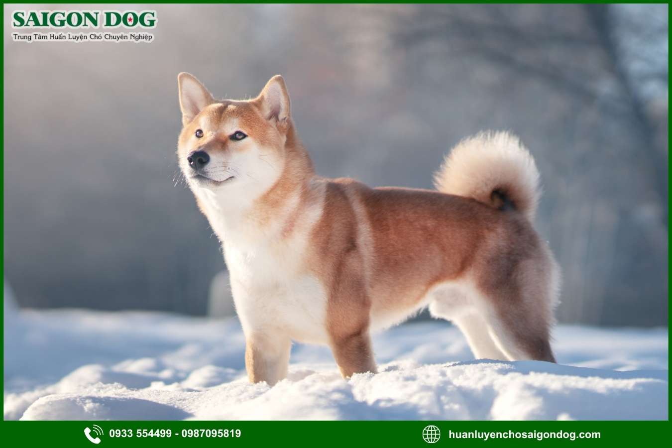 Huấn luyện chó Shiba là gì?