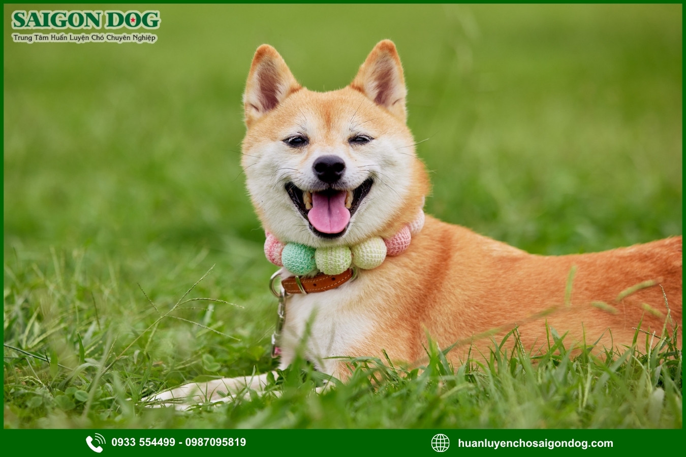 Huấn luyện chó Shiba là gì?